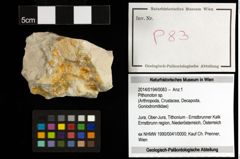 Foto (Objekt + Etiketten) von Pithonoton sp. 